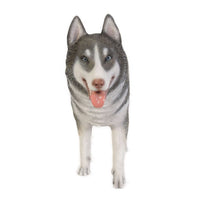 4ft Siberian Husky Commercial Christmas Display Prop - 5